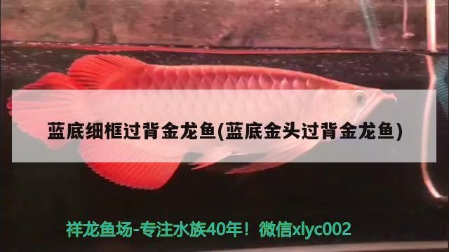 藍底細框過背金龍魚(藍底金頭過背金龍魚) 藍底細框過背金龍魚(藍底金頭過背金龍魚) 金龍魚百科