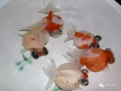 大魚缸消毒用什么最好 大魚缸消毒用什么最好 魚缸百科 第3張