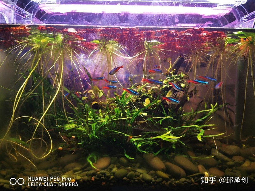 除魚缸綠藻的魚有哪些：哪些魚適合養在草缸中？