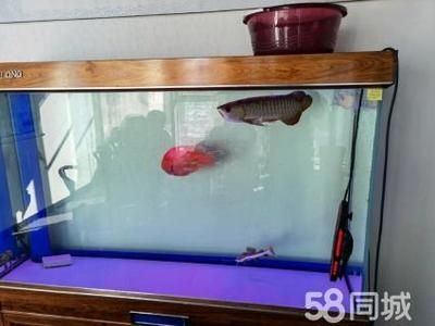 養虎魚用多大魚缸合適：養虎魚時，選擇合適的魚缸大小非常重要,虎魚用多大魚缸合適