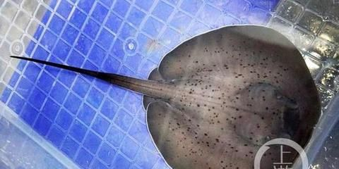 魟魚一般繁殖多少：魟魚一般繁殖多少小魚一般繁殖多少小魚一般繁殖多少