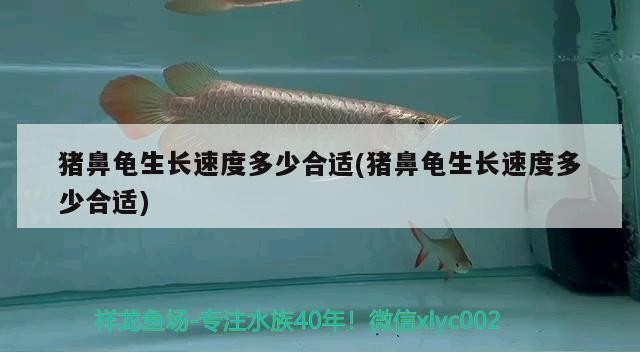 豬鼻龜生長速度多少合適(豬鼻龜生長速度多少合適) 豬鼻龜生長速度多少合適(豬鼻龜生長速度多少合適) 豬鼻龜百科
