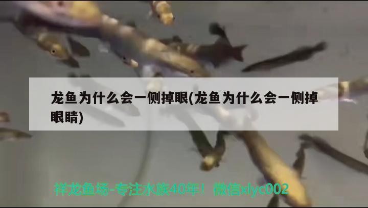 龍魚為什么會一側(cè)掉眼(龍魚為什么會一側(cè)掉眼睛) 龍魚為什么會一側(cè)掉眼(龍魚為什么會一側(cè)掉眼睛) 魟魚百科