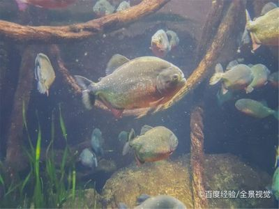 虎魚喂多了怎么辦：虎魚喂食過多了怎么辦
