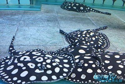 黑白魟魚繁殖期飲食調整：如何判斷黑白魟魚懷孕,繁殖期水質管理技巧