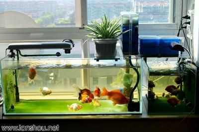 大魚缸養金魚 還可以養什么：大魚缸養金魚的養金魚需要注意什么，養金魚的注意事項
