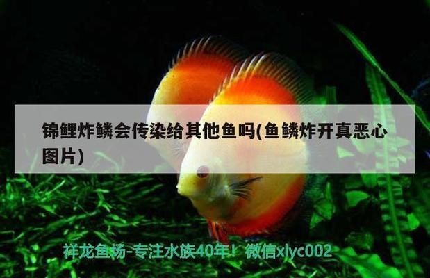 龍魚有點炸鱗怎么辦？狀態可以vs祥龍魚場：龍魚炸鱗后的護理方法