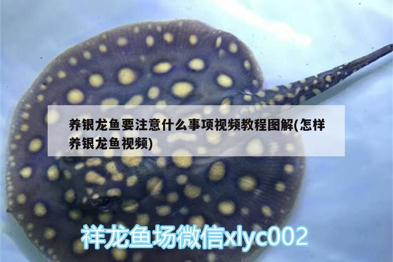 養銀龍魚要注意什么事項視頻教程圖解(怎樣養銀龍魚視頻)