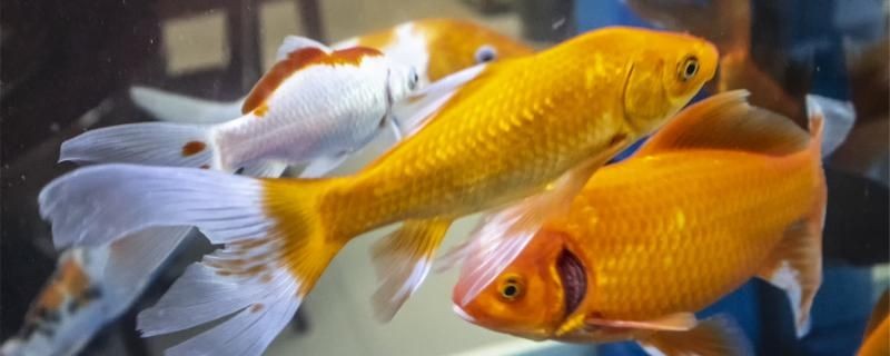 魚體充血的原因是什么充血該怎么辦 魚體充血的原因是什么充血該怎么辦 馬來西亞咖啡