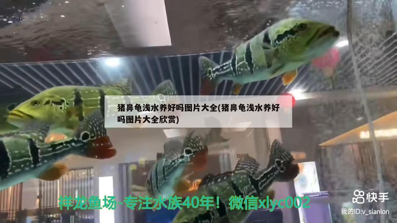 豬鼻龜淺水養好嗎圖片大全(豬鼻龜淺水養好嗎圖片大全欣賞)