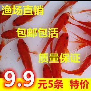 紅龍魚怎么樣養：如何營造適合紅龍魚的暗環境，紅龍魚繁殖技術難點解析