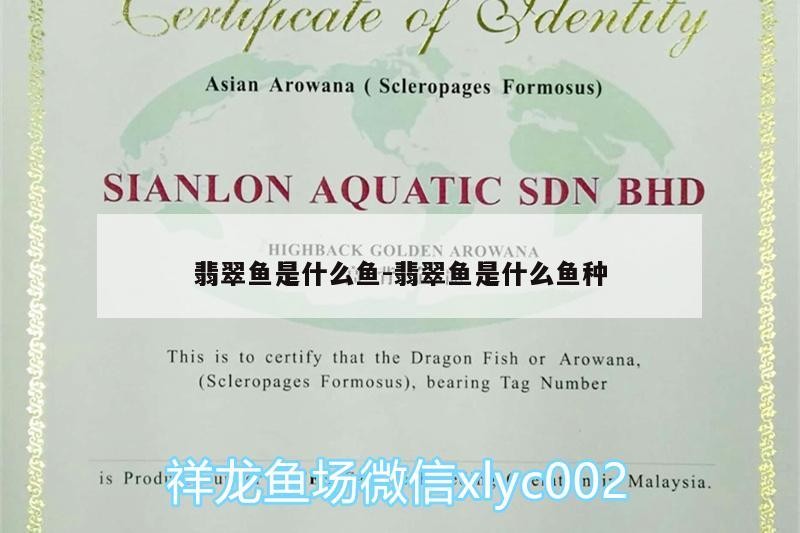 翡翠魚是什么魚:翡翠魚是什么魚種