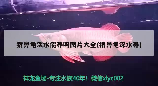豬鼻龜?shù)莛B(yǎng)嗎圖片大全(豬鼻龜深水養(yǎng))