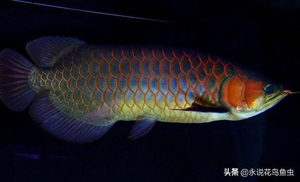 紅龍魚藍底藍背景可以不配色嗎：紅龍魚在藍底藍背景下是否需要配色？