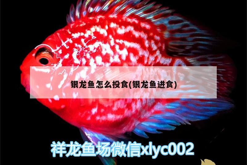 無(wú)燈發(fā)色期間需要多久換一次水，suddenchanges龍魚(yú)發(fā)色期水質(zhì)管理表格