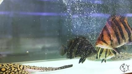 小虎魚吃多會不會被撐死：小虎魚吃多會不會被撐死，小虎魚吃多會不會被撐死呢