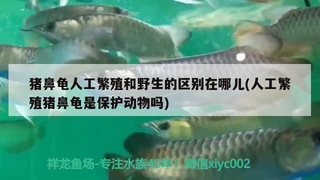 豬鼻龜人工繁殖和野生的區別在哪兒(人工繁殖豬鼻龜是保護動物嗎)