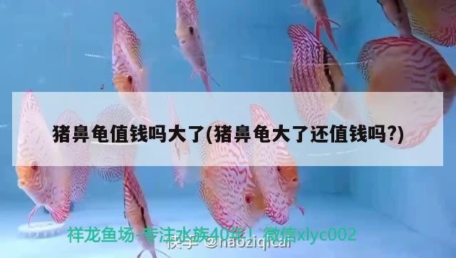魟魚 豬鼻龜值錢嗎大了(豬鼻龜大了還值錢嗎?) 豬鼻龜百科 豬鼻龜值錢嗎大了(豬鼻龜大了還值錢嗎?) 豬鼻龜值錢嗎大了(豬鼻龜大了還值錢嗎?) 豬鼻龜百科