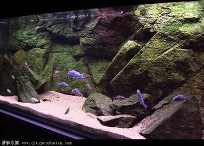 成品魚缸價格：成品魚缸的價格 成品魚缸價格：成品魚缸的價格 魚缸百科 第2張
