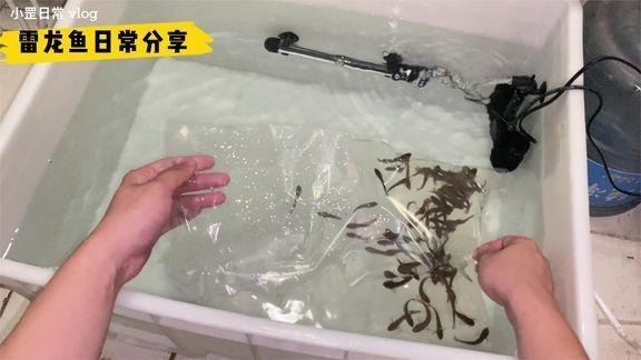 成品魚缸價格：成品魚缸的價格 成品魚缸價格：成品魚缸的價格 魚缸百科 第3張