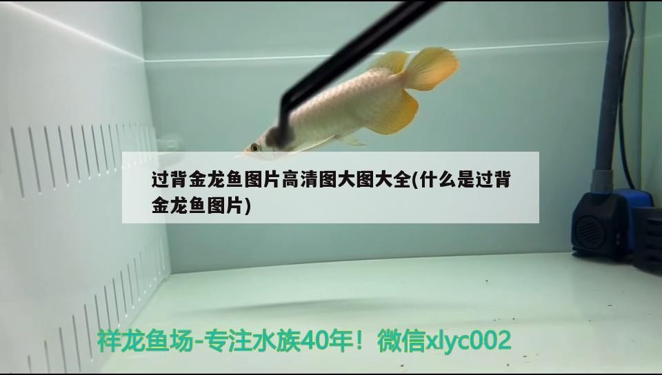 紅龍魚 過背金龍魚圖片高清圖大圖大全(什么是過背金龍魚圖片) 金龍魚百科 過背金龍魚圖片高清圖大圖大全(什么是過背金龍魚圖片) 過背金龍魚圖片高清圖大圖大全(什么是過背金龍魚圖片) 金龍魚百科