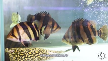 印尼虎怎樣養(yǎng)才會(huì)明：印尼虎怎樣養(yǎng)才會(huì)明亮