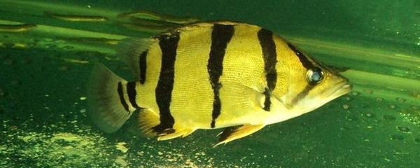 印尼虎怎樣養(yǎng)才會(huì)明：印尼虎怎樣養(yǎng)才會(huì)明亮