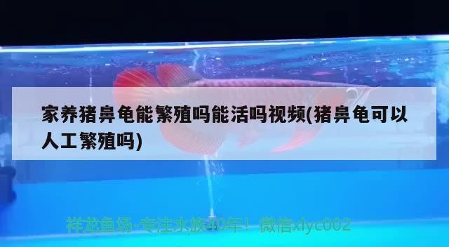 家養豬鼻龜能繁殖嗎能活嗎視頻(豬鼻龜可以人工繁殖嗎) 家養豬鼻龜能繁殖嗎能活嗎視頻(豬鼻龜可以人工繁殖嗎) 豬鼻龜百科
