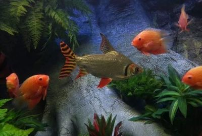 虎魚(yú)可以放沉木嗎：虎魚(yú)可以放沉木嗎，