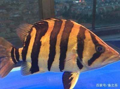 虎魚可以用高錳酸鉀嗎：虎魚可以使用高錳酸鉀嗎 虎魚可以用高錳酸鉀嗎：虎魚可以使用高錳酸鉀嗎 虎魚百科 第2張
