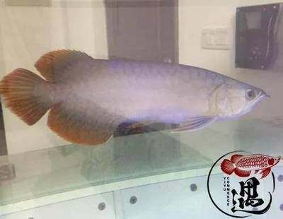 紅龍魚不發色怎么回事:紅龍魚發色的原因 紅龍魚百科 第2張 紅龍魚不發色怎么回事:紅龍魚發色的原因 紅龍魚不發色怎么回事:紅龍魚發色的原因 紅龍魚百科 第2張