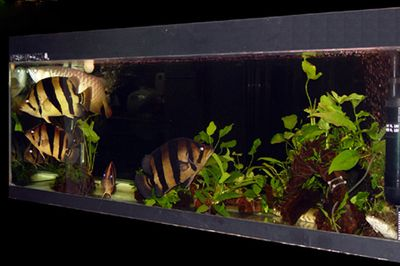 養虎魚背景什么顏色好：養虎魚背景什么顏色好養虎魚背景什么顏色好