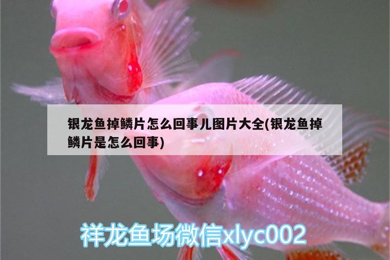 銀龍魚掉鱗片怎么回事兒圖片大全(銀龍魚掉鱗片是怎么回事) 銀龍魚掉鱗片怎么回事兒圖片大全(銀龍魚掉鱗片是怎么回事) 銀龍魚百科