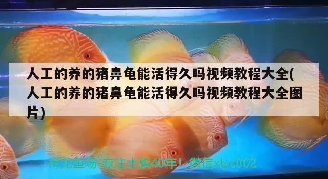 人工的養的豬鼻龜能活得久嗎視頻教程大全(人工的養的豬鼻龜能活得久嗎視頻教程大全圖片)