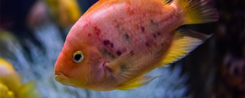 養魚不用氧氣機可以嗎什么時候要充氧 養魚不用氧氣機可以嗎什么時候要充氧 金龍魚百科