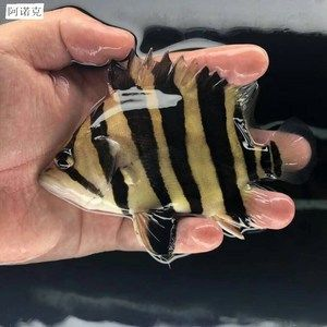 虎魚怎么區(qū)分三紋和四紋的區(qū)別：虎魚怎么區(qū)分三紋和四紋的區(qū)別虎魚怎么區(qū)分三紋和四紋的區(qū)別