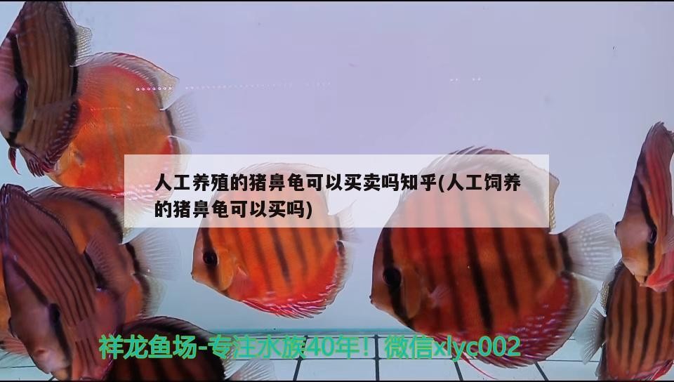 人工養殖的豬鼻龜可以買賣嗎知乎(人工飼養的豬鼻龜可以買嗎) 人工養殖的豬鼻龜可以買賣嗎知乎(人工飼養的豬鼻龜可以買嗎) 豬鼻龜百科