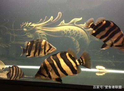 虎魚蹭缸如何判斷病因：虎魚蹭缸如何判斷其具體病因及其判斷方法及其判斷方法