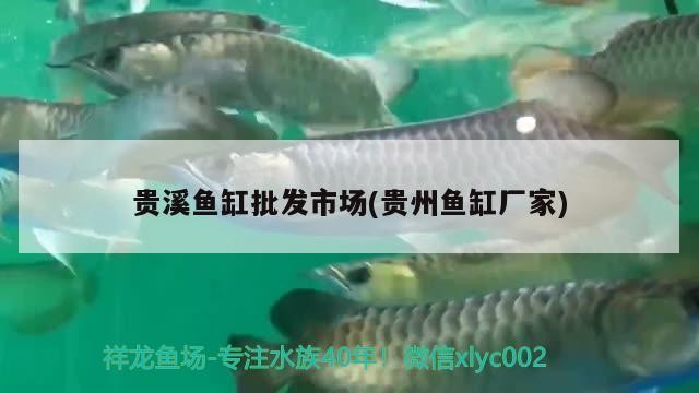 貴溪魚缸批發市場(貴州魚缸廠家)