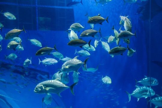 張家界水族館vs祥龍魚場（張家界水族館與祥龍魚場的區別） 張家界水族館vs祥龍魚場（張家界水族館與祥龍魚場的區別） 全國水族館企業名錄 第2張