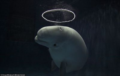 張家界水族館vs祥龍魚場（張家界水族館與祥龍魚場的區別） 張家界水族館vs祥龍魚場（張家界水族館與祥龍魚場的區別） 全國水族館企業名錄 第4張