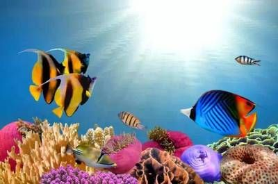 張家界水族館vs祥龍魚場（張家界水族館與祥龍魚場的區別） 張家界水族館vs祥龍魚場（張家界水族館與祥龍魚場的區別） 全國水族館企業名錄 第5張