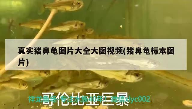 真實豬鼻龜圖片大全大圖視頻(豬鼻龜標本圖片)