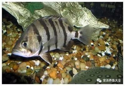 虎魚變色一般在什么時候出現：“虎魚變色一般在什么時候出現”具體時間可能與以下幾個因素有關