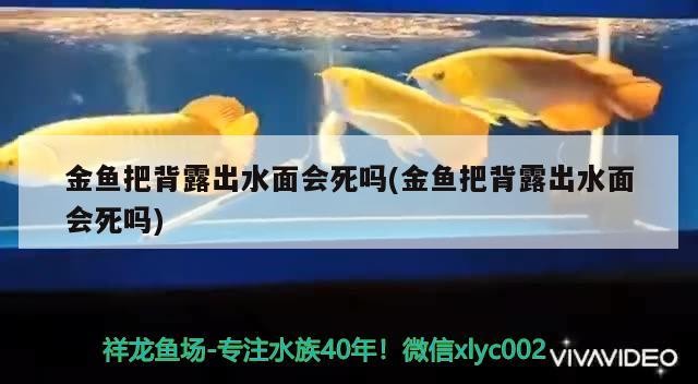 金魚(yú)把背露出水面會(huì)死嗎(金魚(yú)把背露出水面會(huì)死嗎) 金魚(yú)把背露出水面會(huì)死嗎(金魚(yú)把背露出水面會(huì)死嗎) 金龍魚(yú)百科