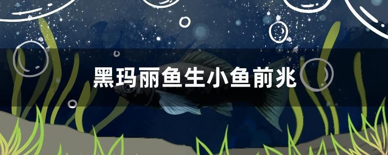 黑瑪麗魚生小魚前兆