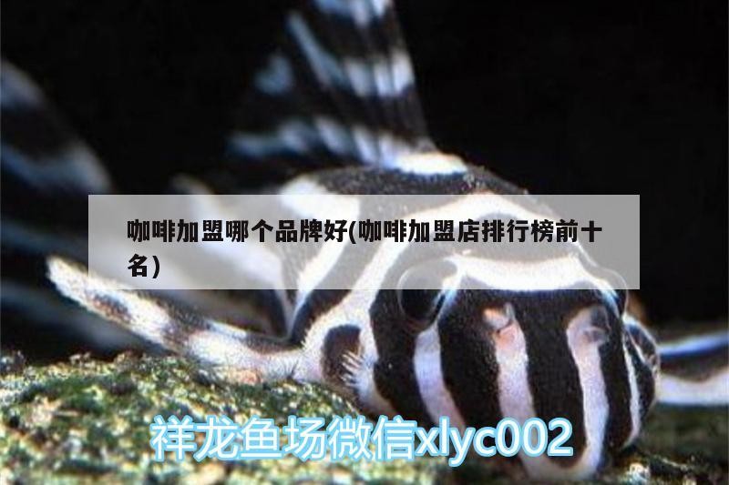 咖啡加盟哪個品牌好(咖啡加盟店排行榜前十名) 咖啡加盟哪個品牌好(咖啡加盟店排行榜前十名) 馬來西亞咖啡