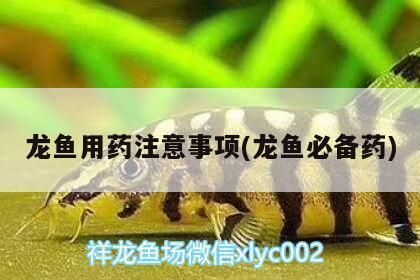 龍魚用大白片后多久換水合適vs祥龍魚場：龍魚使用大白片后多久換水合適