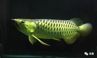 虎魚長期拒食：虎魚之前吃什么食物，盡可能導致虎魚拒食，解決方法是給予靜養時間
