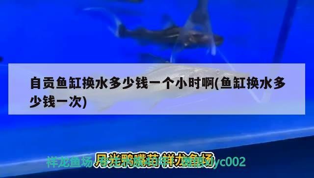 自貢魚缸換水多少錢一個小時啊(魚缸換水多少錢一次)